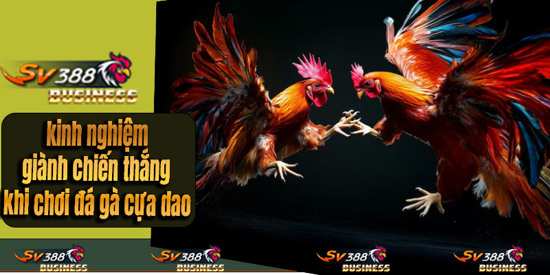 Kinh nghiệm khi chơi đá gà cựa dao